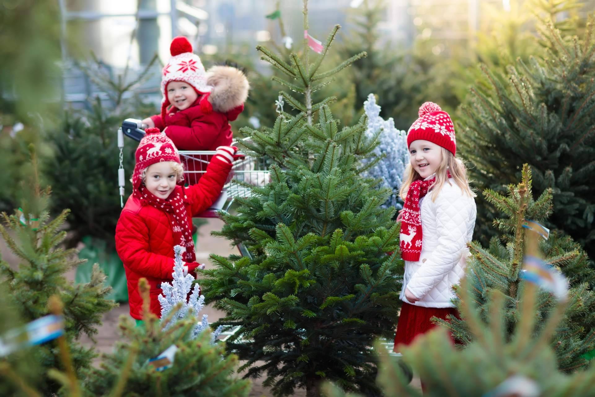 Navet ofrece una experiencia única con la compra de un verdadero árbol de Navidad