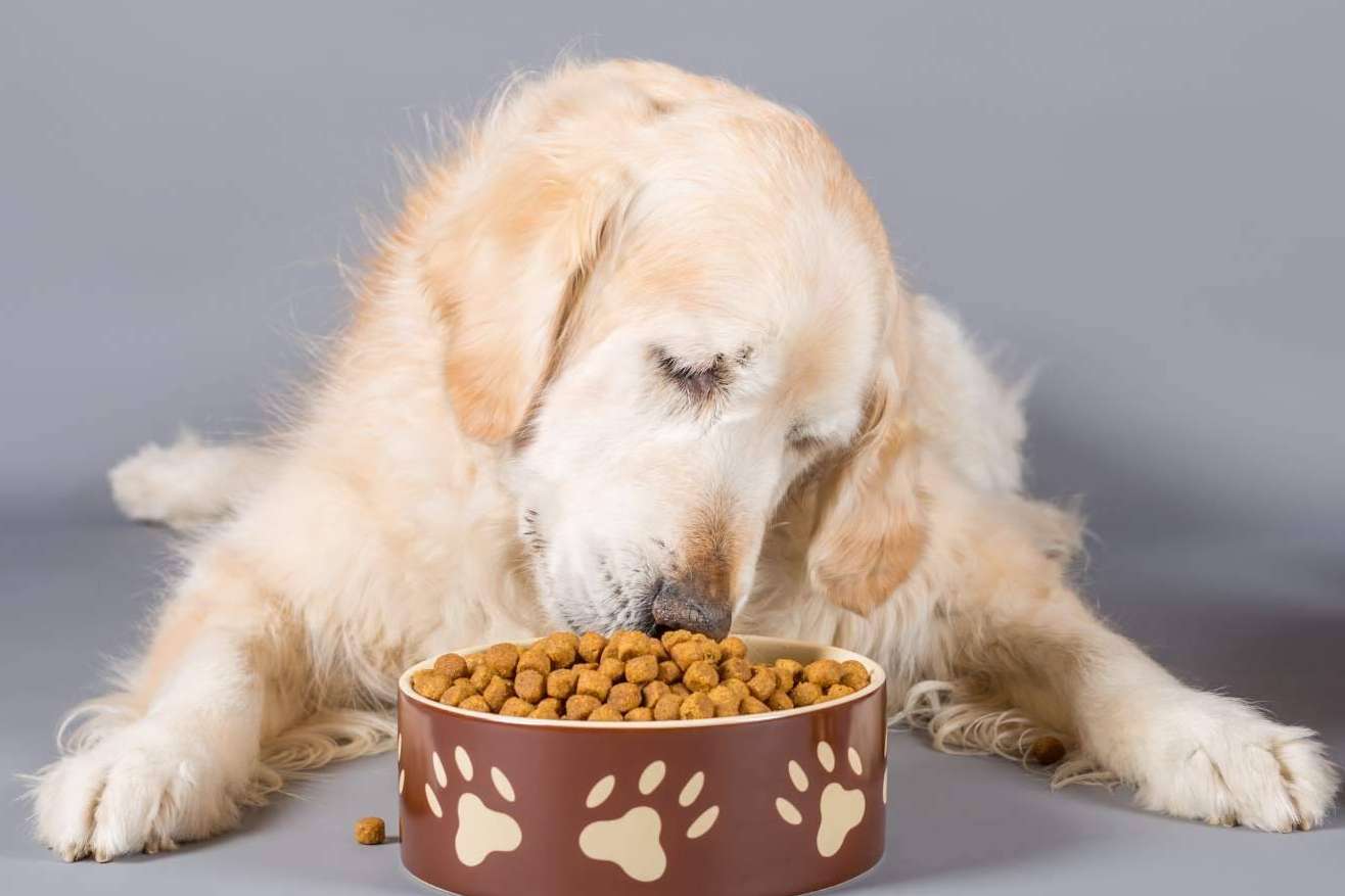 Era Pet Food ofrece pienso para perros adultos; una nutrición sobresaliente para el compañero peludo