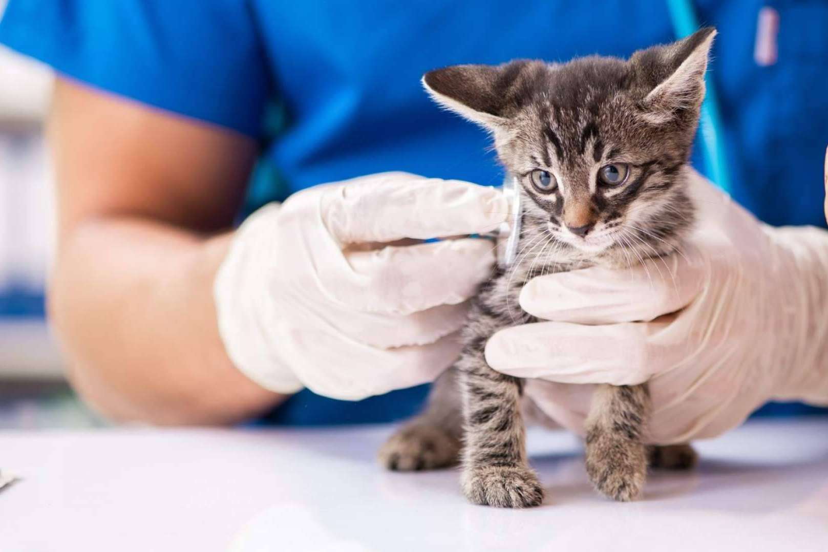 Un centro para profesiones relacionadas con mascotas, Campus Alianz Formación