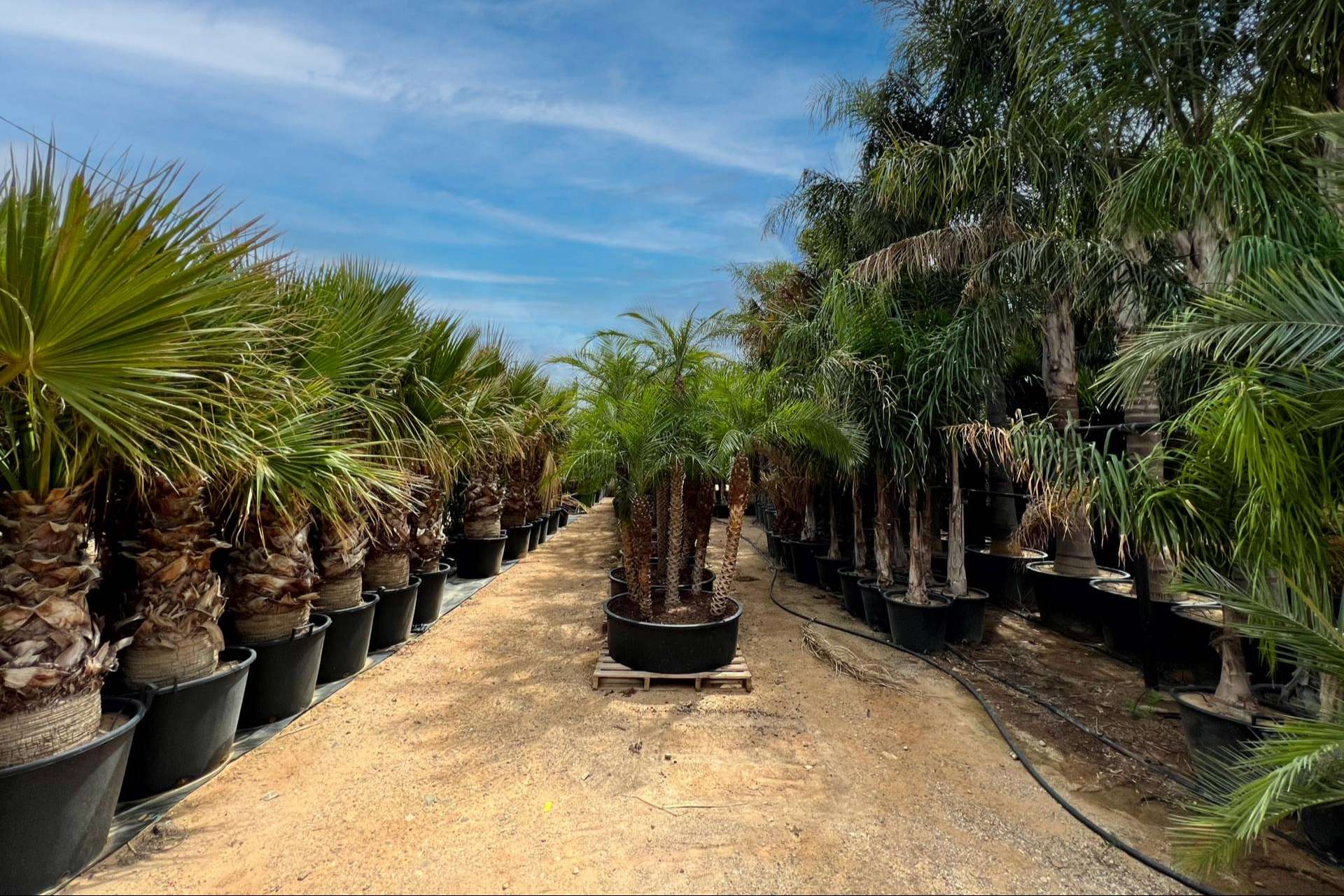Tips para seleccionar palmeras para jardín, con Tropicalia Garden