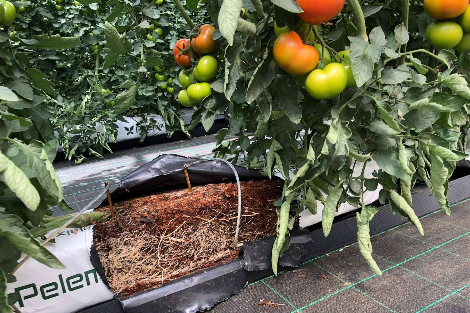 La empresa Pelemix se dedica a la producción y comercialización de sustratos de coco de calidad para la agricultura