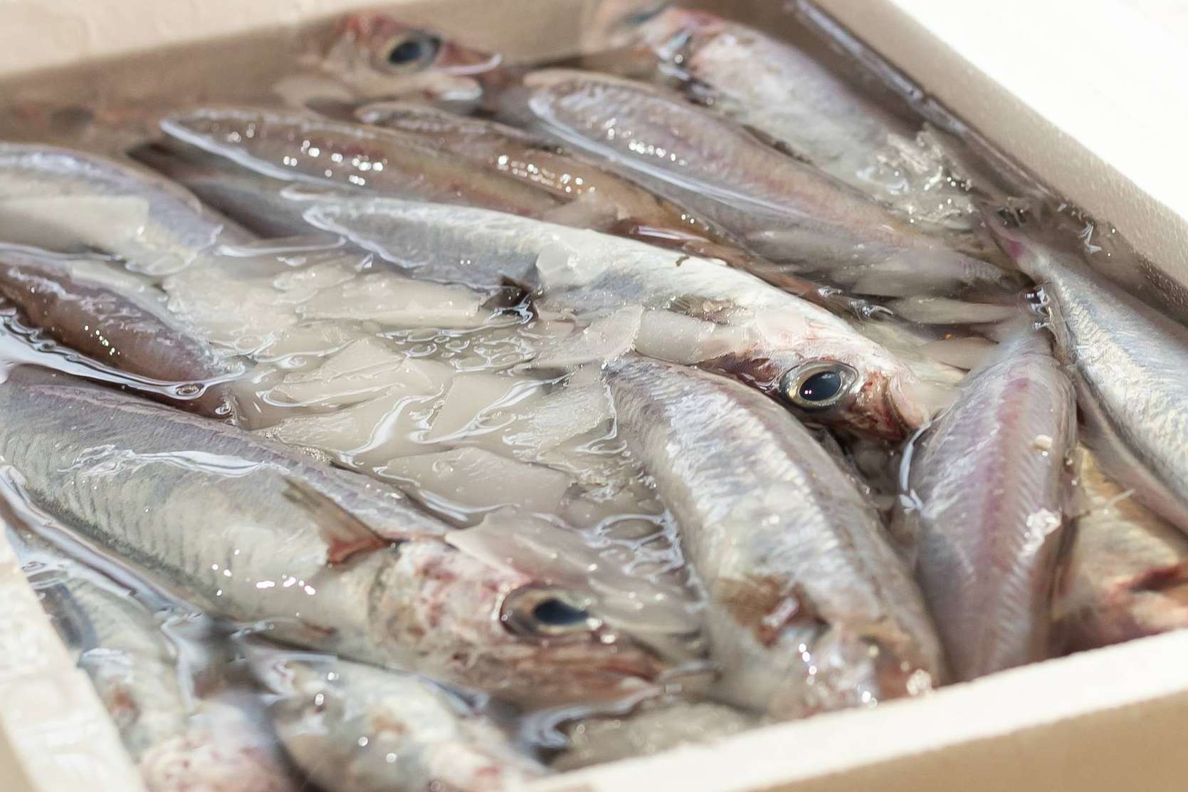 ¿Dónde hacerse con marisco de Huelva directo a la mesa, en 24 horas y sin intermediarios? Lonja de Ayamonte