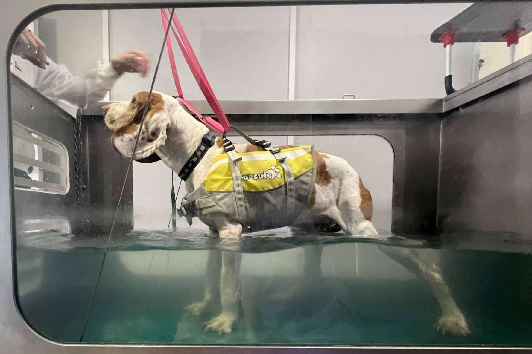 Reanimalia proporciona tratamientos de hidroterapia en cinta para lesiones en animales, en la provincia de Cádiz