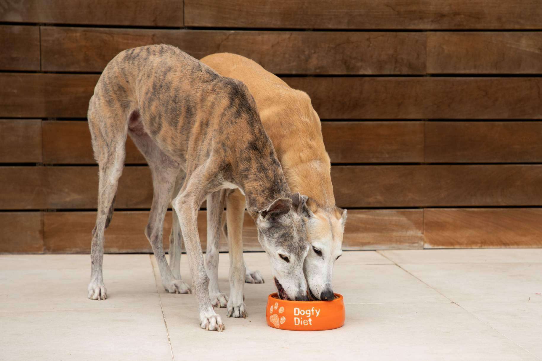 Dogfy Diet ofrece recetas naturales para perros