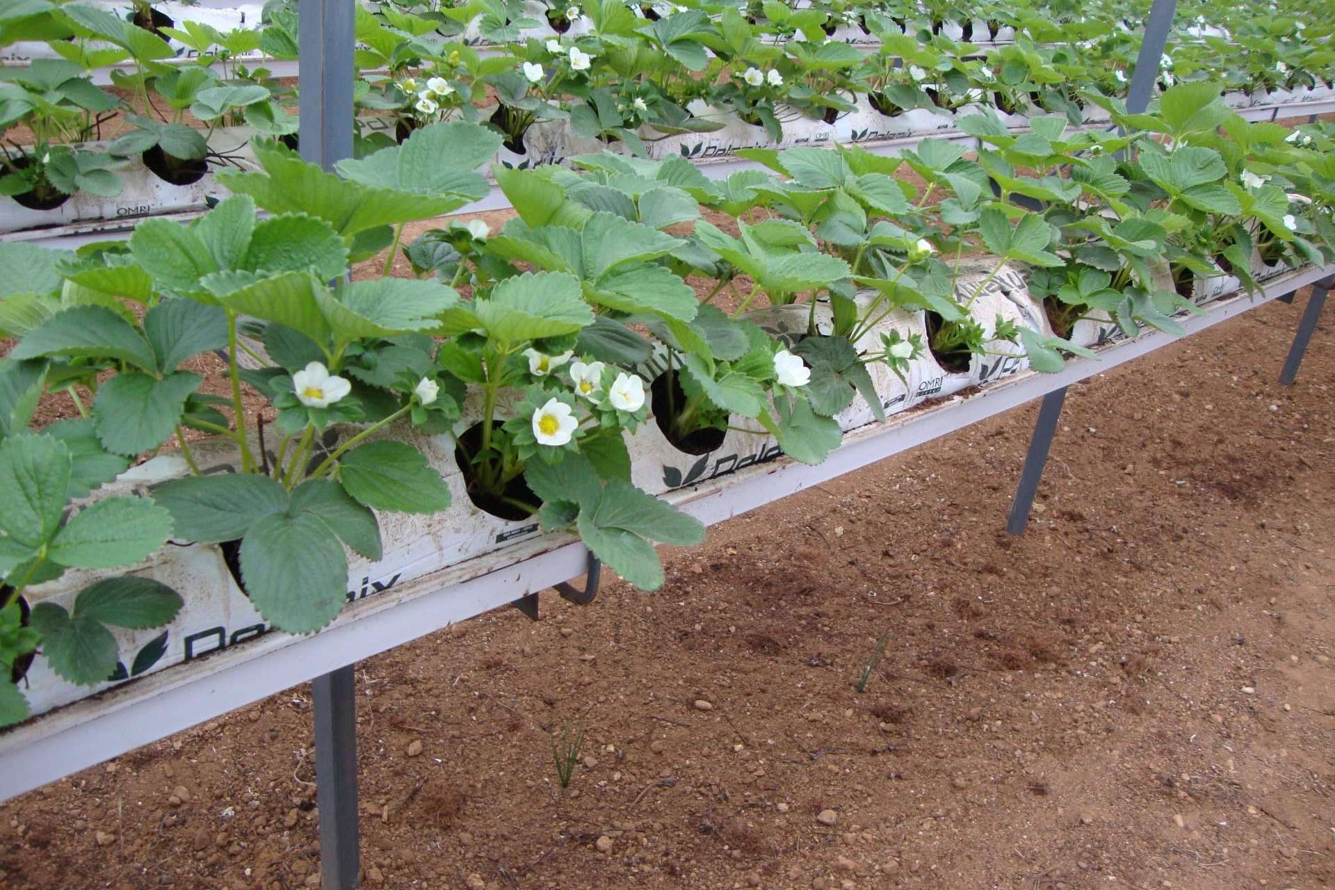 La revolución sostenible. Las bolsas de cultivo de Fibra de Coco de Pelemix
