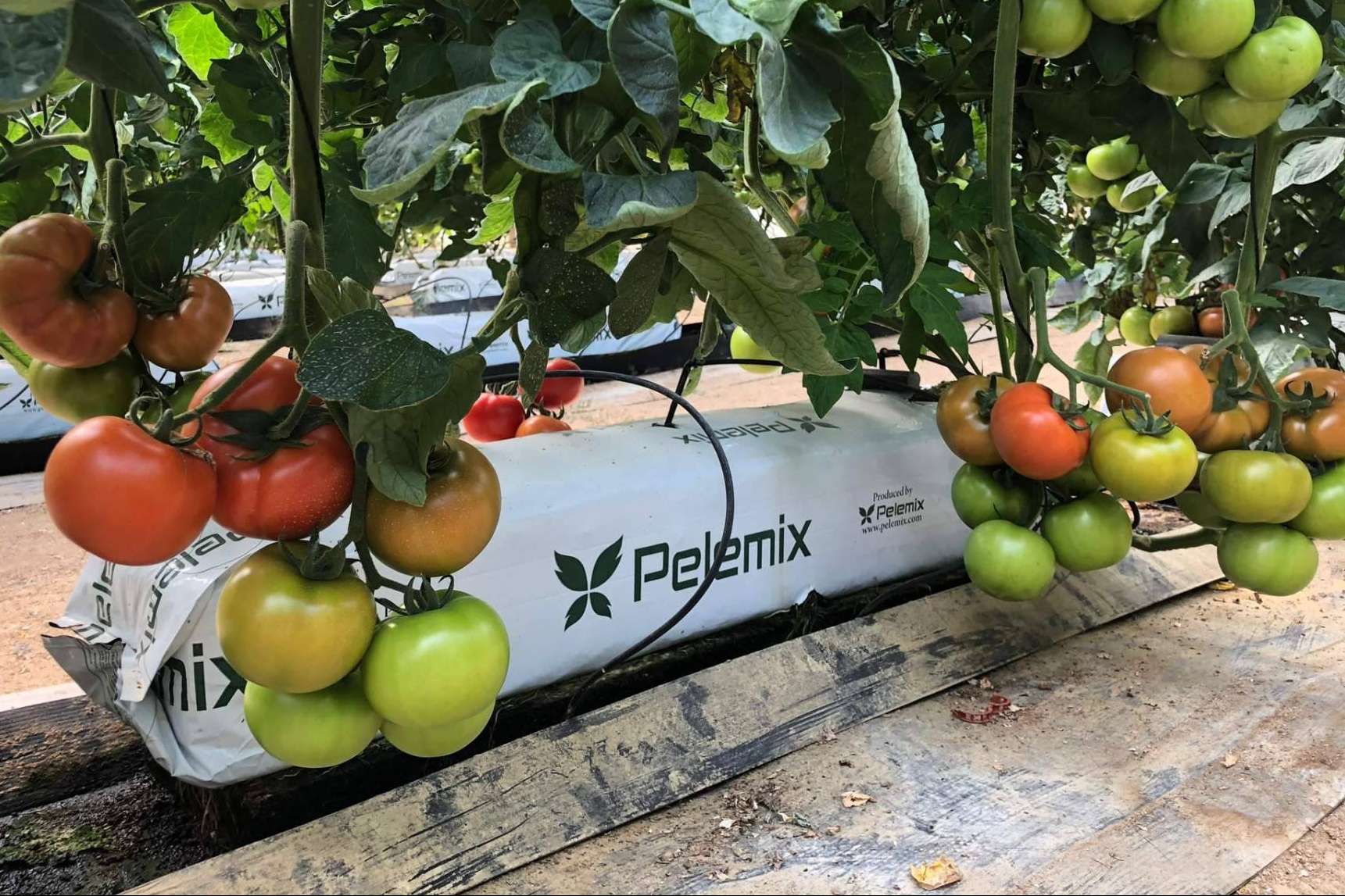 Los productos elaborados con fibra de coco de Pelemix permiten conseguir un crecimiento sostenible y rentable