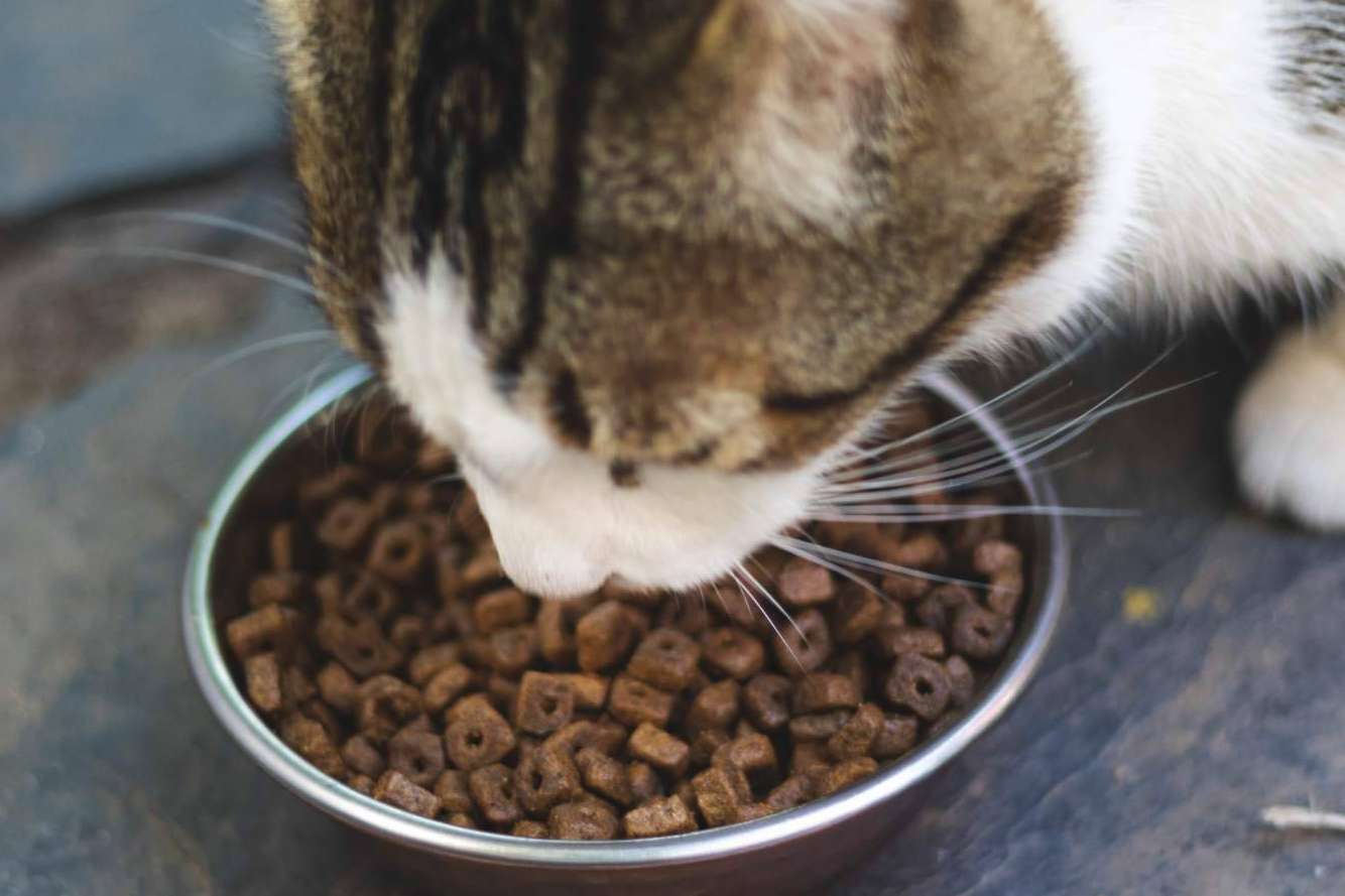 Pienso Solidario Feral, un alimento de Ka Salud Integral que nació para proteger a los gatos ferales