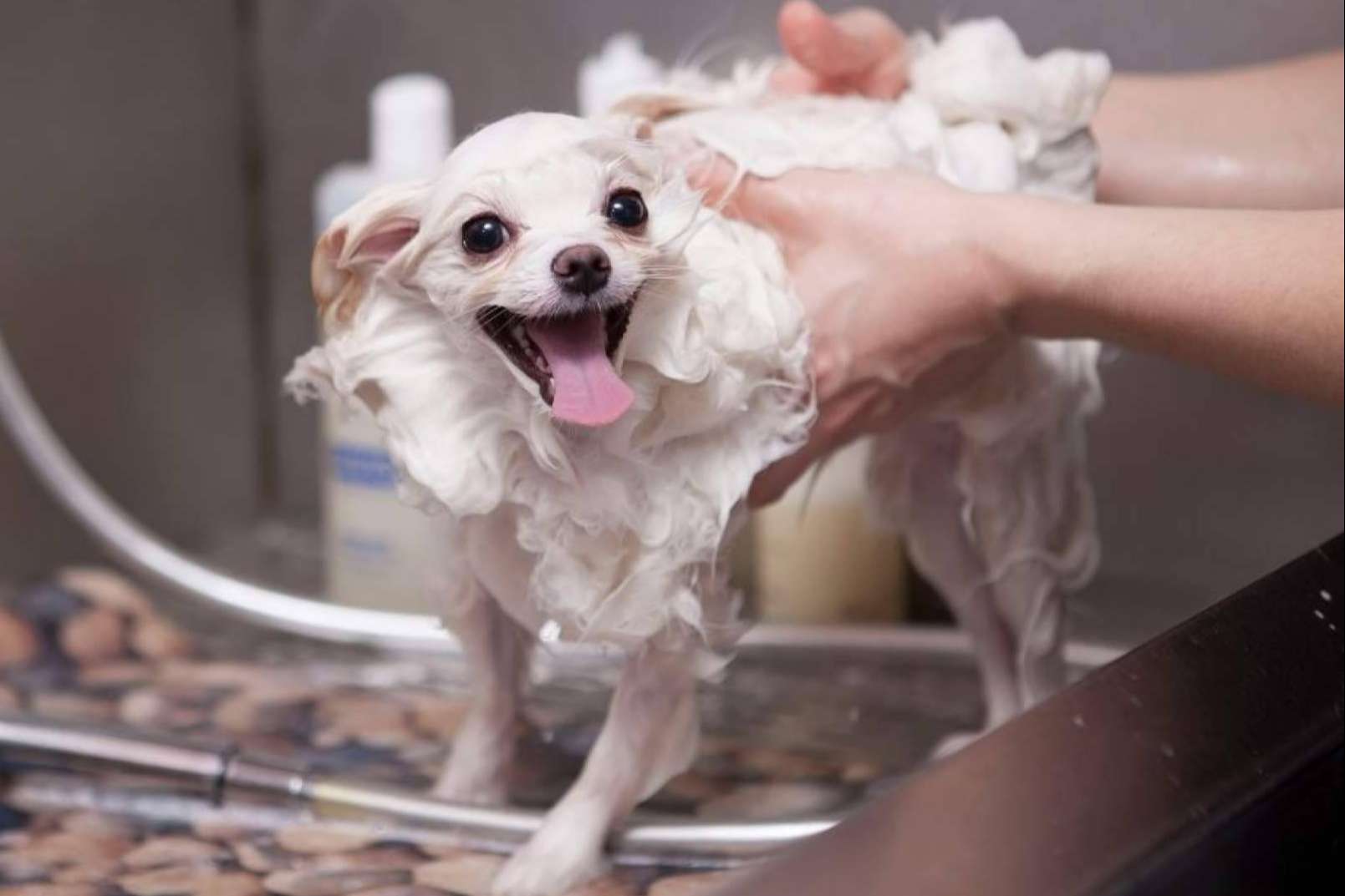 Gestor PetShop; El aliado para cumplir con VeriFactu en peluquerías y tiendas de animales
