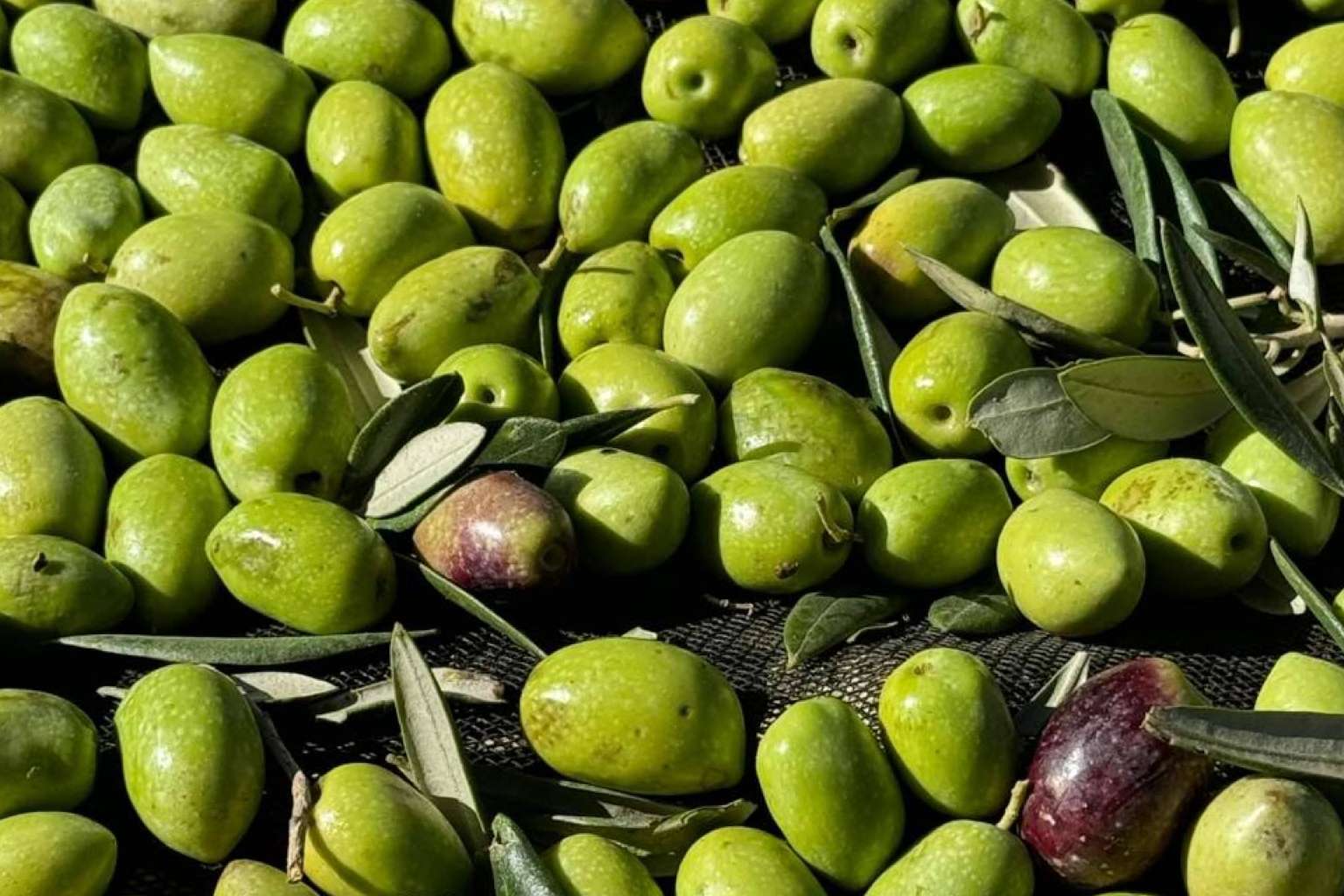 La excelencia del aceite de oliva gourmet, Tercio de las Torres, un proceso único desde el olivo a la botella