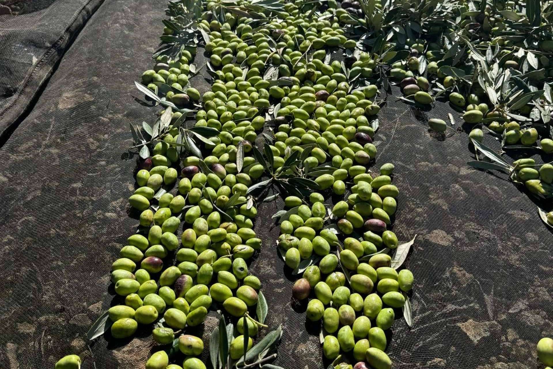 Tercio de las Torres, el aceite de oliva gourmet que conquista los sentidos