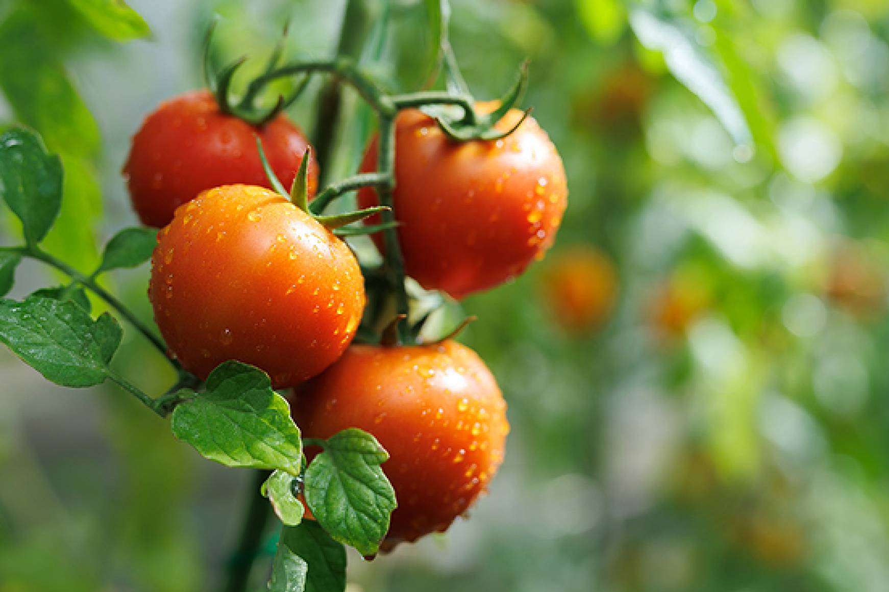Manipulados Nicola, experiencia y precisión en el procesado de verduras para el sector agroalimentario