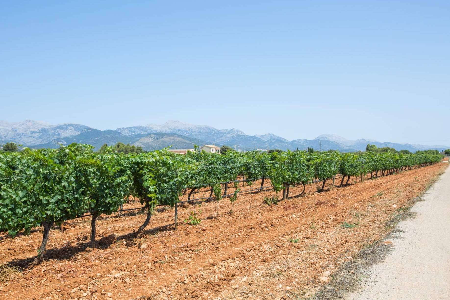 Enoturismo en auge, Vacalia ofrece casas con encanto para descubrir el vino en Mallorca