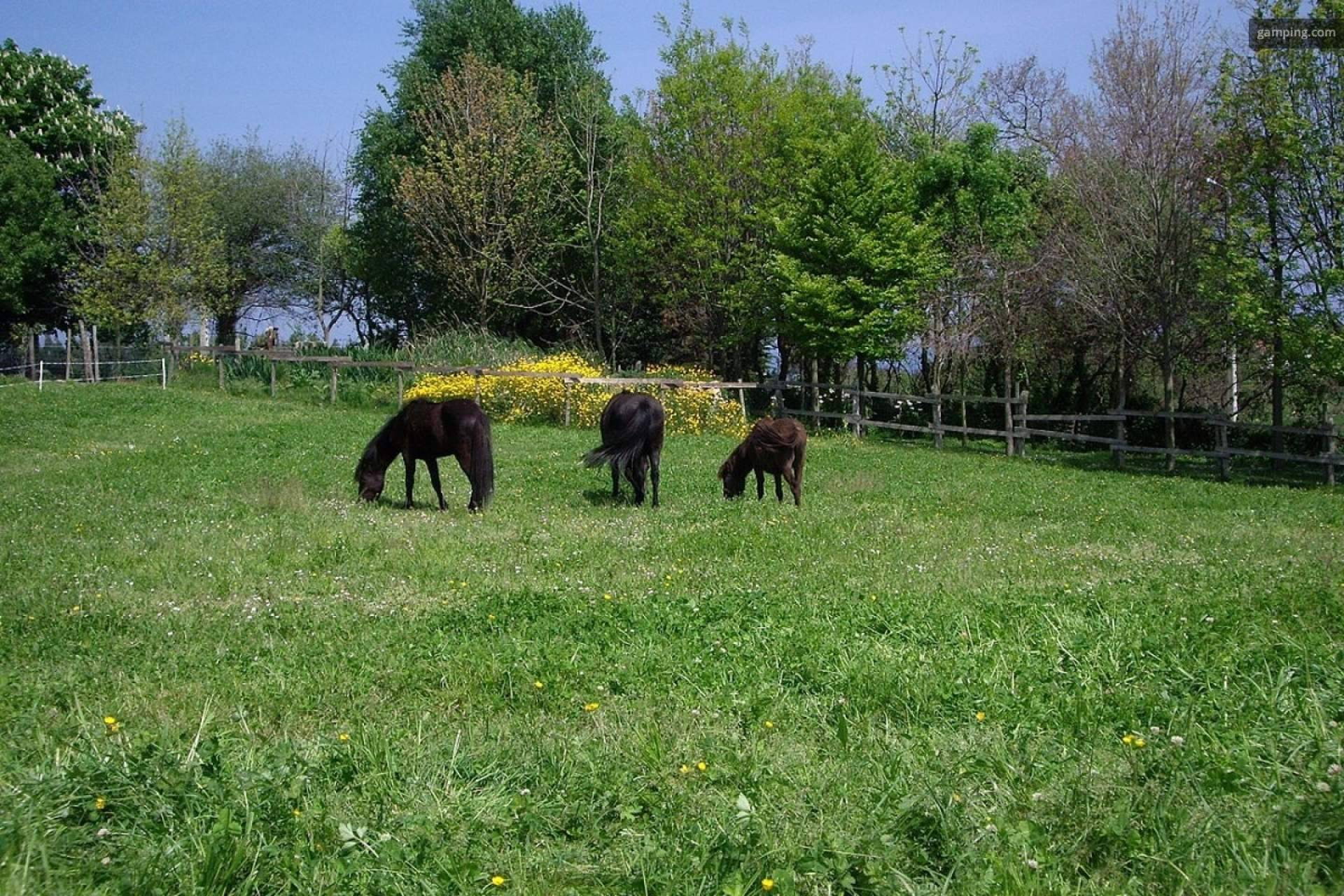 El Ecomuséu Ca l’Asturcón impulsa el ecoagroturismo asturcón con la recuperación del poni autóctono