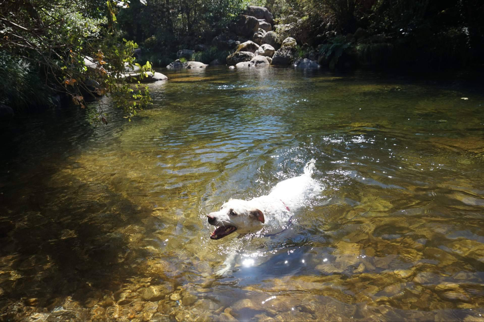 Viajar por Extremadura con mascota; rutas, naturaleza y espacios adaptados para perros