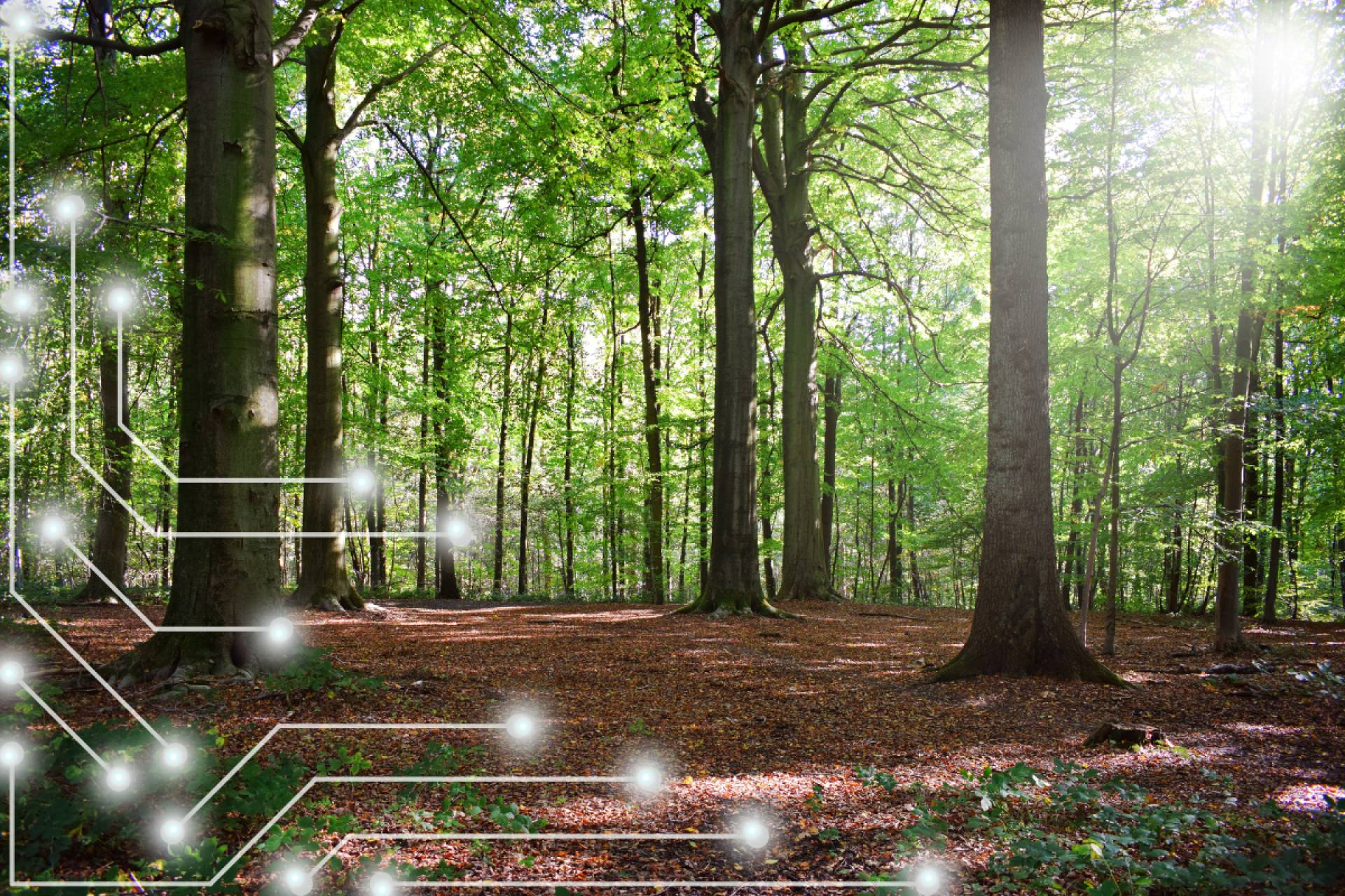 El impulso tecnológico de CO2 GESTIÓN para transformar el sector forestal
