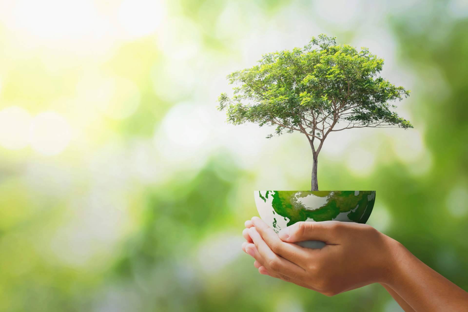 El café ecológico se consolida como una opción saludable y sostenible en el consumo diario
